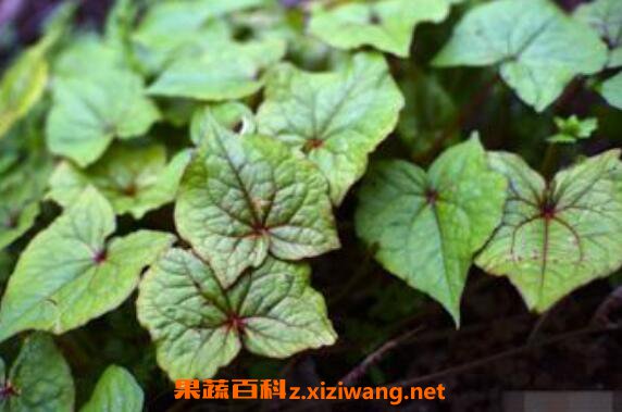 野生蛇莲的功效与作用