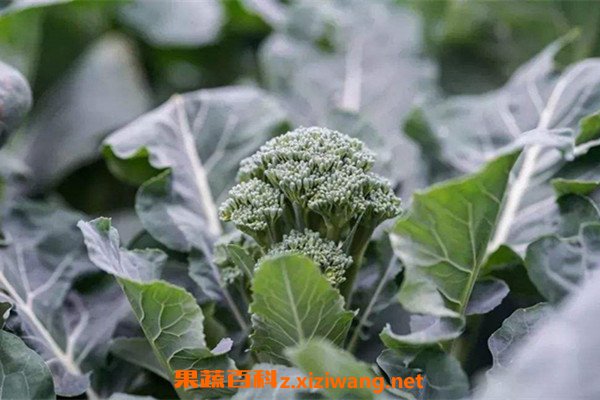 西兰苔