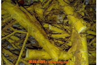 穿破石的功效与作用有哪些 穿破石的药用价值