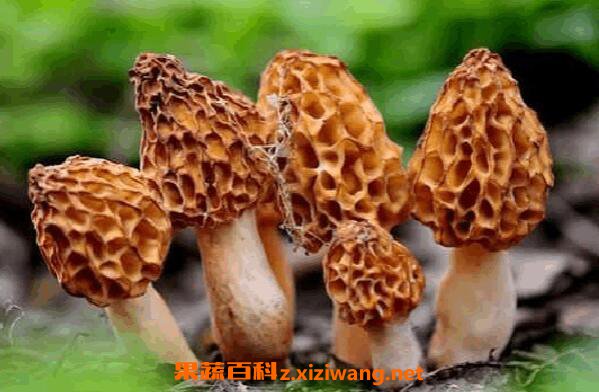 野生菌的功效与作用 常见野生菌有哪些