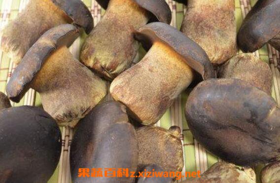 牛肝菌的功效与作用