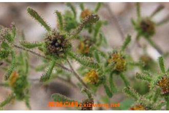 豨签草的功效与作用 豨签草的药用价值