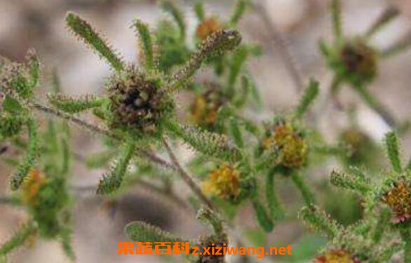 豨签草的功效与作用 豨签草的药用价值