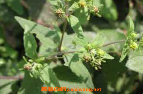 豨签草的功效与作用 豨签草的药用价值