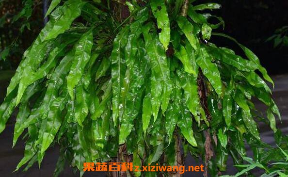岩莲的功效和作用 岩莲的药用价值
