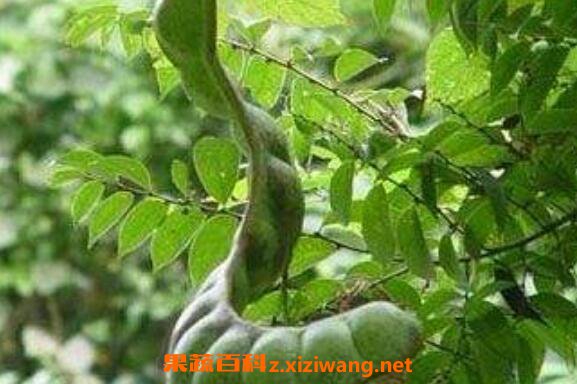 榼藤子的功效与作用及药用价值