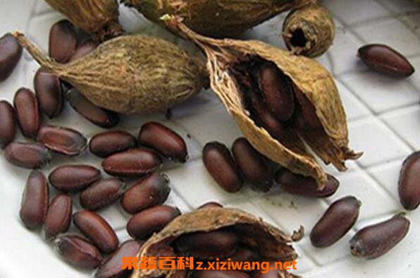 腊梅种子的功效与作用