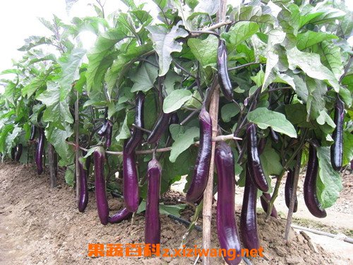 茄子杆