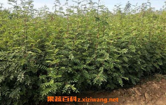 国槐树枝的功效与作用