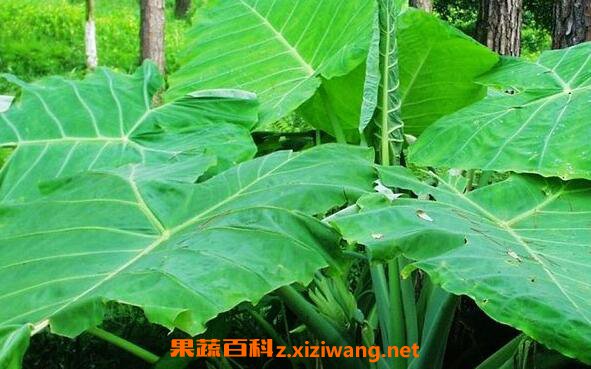 大野芋有毒吗 大野芋毒性如何解