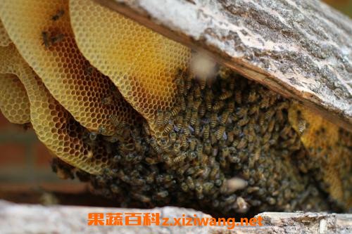 土蜂巢