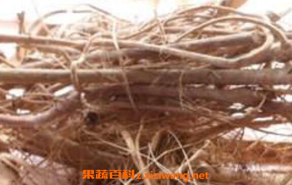 腊梅根如何泡酒 腊梅根泡酒的功效与作用