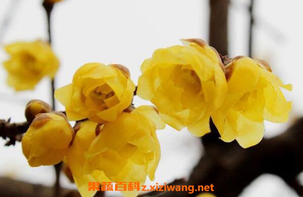 正蜡梅油的功效与作用