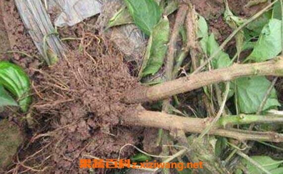 辣椒根有什么药用作用