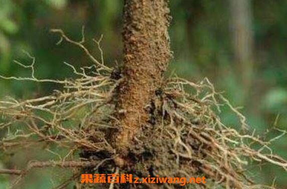 辣椒根有什么药用作用