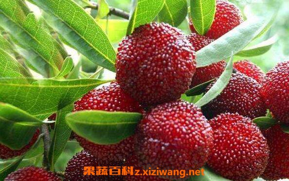 杨梅树皮的功效与作用及药用价值