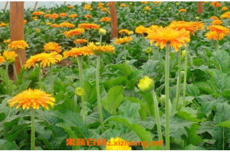 太阳花叶子的功效与作用