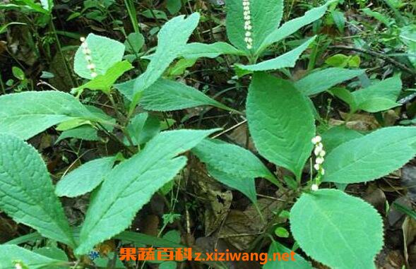 犁头尖和犁头草区别