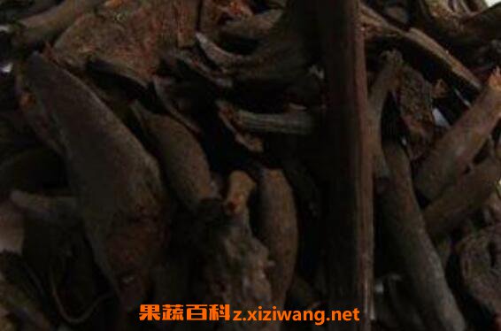 贯众炭的功效与作用
