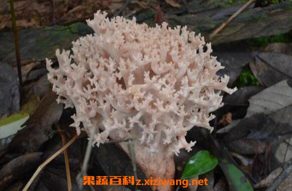 刷把菌的好处和坏处