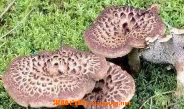 獐子菌的功效及作用 獐子菌的禁忌