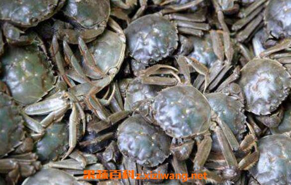 河蟹功效与作用