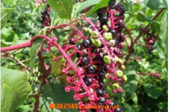 马桑树的功效与作用 马桑树的药用价值