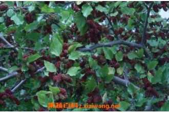 马桑树皮的功效与作用及药用价值