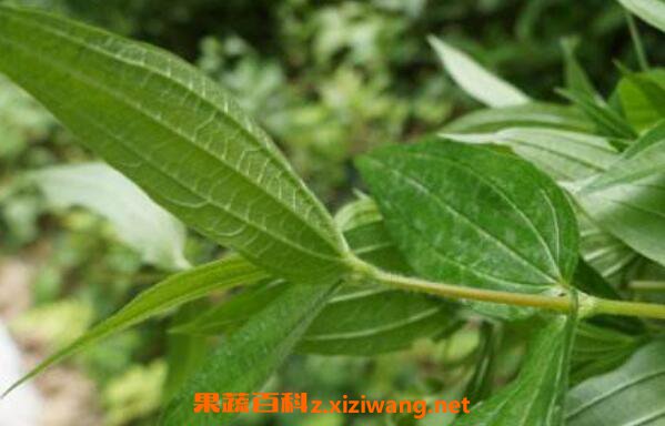 糯米腾的作用与功效