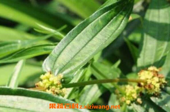 糯米腾的作用与功效