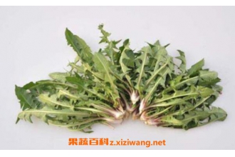 婆婆丁泡水喝的功效与作用 婆婆丁泡水喝的药用