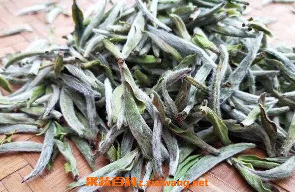 福鼎白茶的功效与作用 喝福鼎白茶的好处