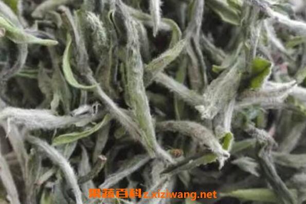 福鼎白茶饼怎么泡 福鼎白茶的泡法