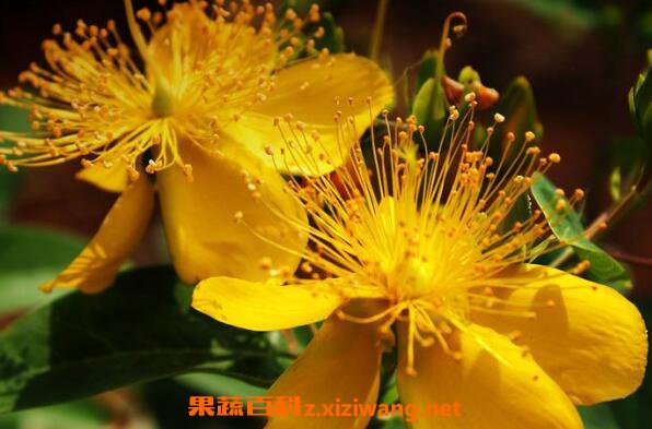 金丝梅的功效与作用 金丝梅的腌制方法