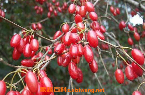 山茱萸和吴茱萸的区别
