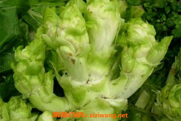 儿菜