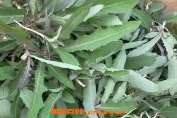 奶浆菜的作用与功效