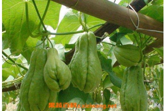 佛手的功效与作用 佛手的禁忌