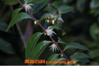 岩马桑的功效与作用 岩马桑怎么服用