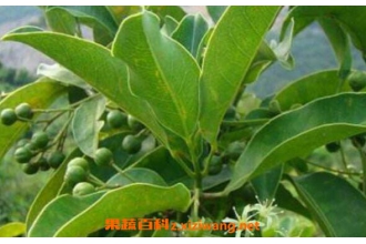 山竹茶叶的功效与作用 山竹茶的副作用