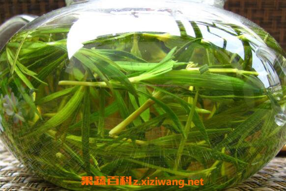 崂山石竹茶功效与作用
