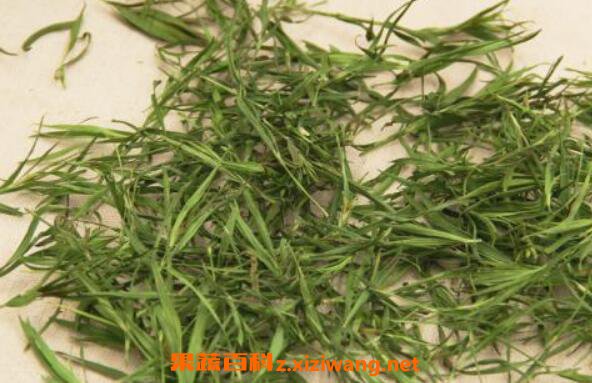 石竹茶的功效与作用及禁忌