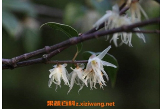 岩马桑泡酒的功效与作用 岩马桑泡酒能喝吗