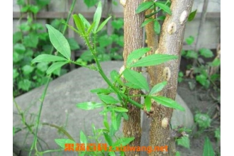见血飞的药用价值 见血飞泡酒治什么病