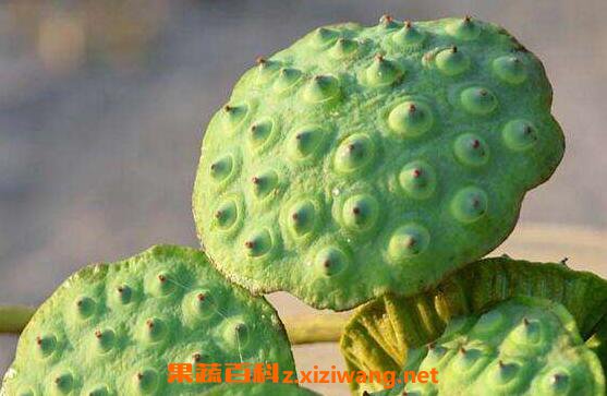 莲蓬泡水的功效与作用 莲蓬泡水的正确方法