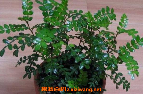 胡椒木如何养殖 胡椒木养殖方法