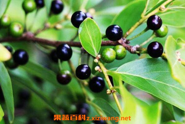 山胡椒的功效与作用 山胡椒的副作用