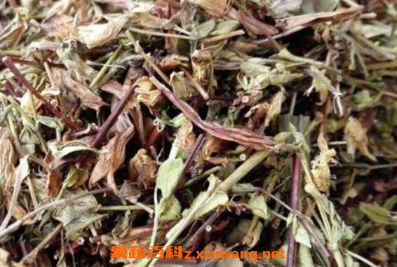 青叶胆草的功效与作用 青叶胆草泡水喝功效