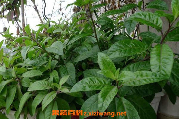 金鸡毛草