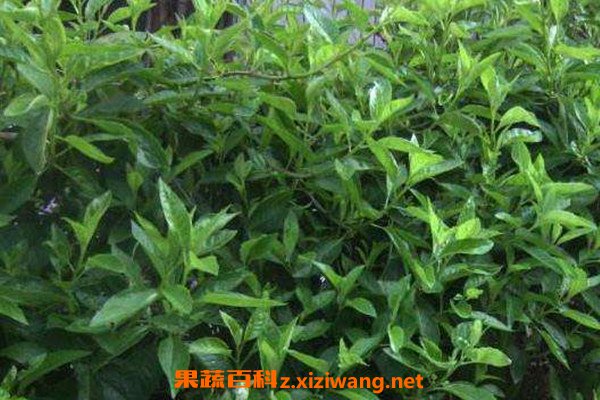 金鸡毛草